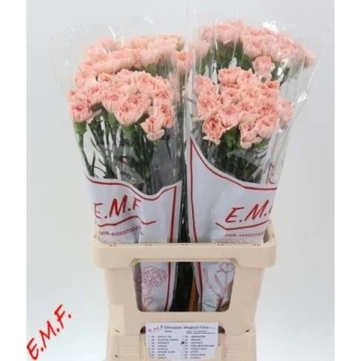 Svazek 20 jednokvětých karafiátů  NOVIADO