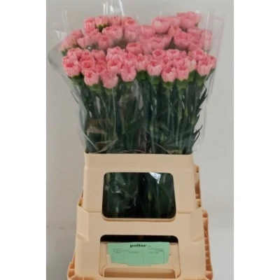 Svazek 20 jednokvětých karafiátů AMBROSE 60 cm