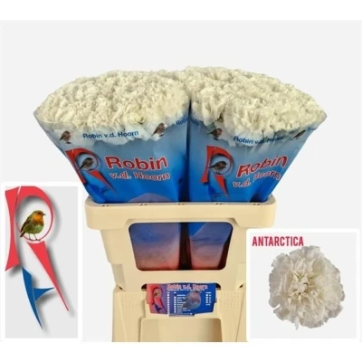 Svazek 20 jednokvětých karafiátů ANTARCTICA 60 cm