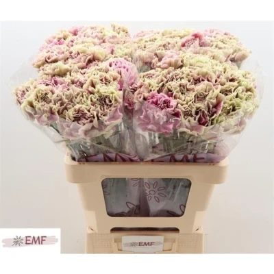 Svazek 20 jednokvětých karafiátů ANTIGUA 65 cm