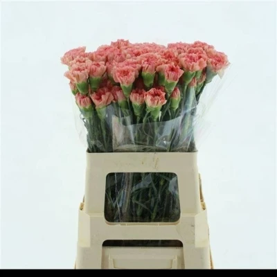 Svazek 20 jednokvětých karafiátů ATENEA 60 cm