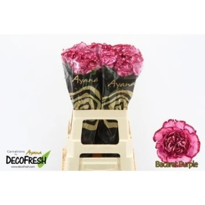 Svazek 20 jednokvětých karafiátů BACARAT PURPLE