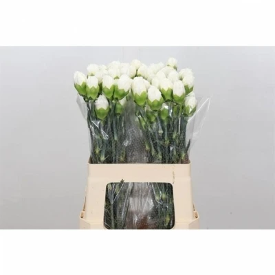 Svazek 20 jednokvětých karafiátů BALTICO 65cm