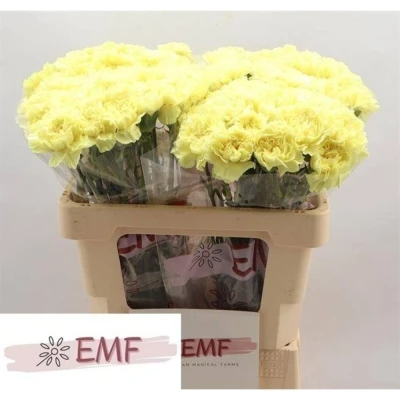 Svazek 20 jednokvětých karafiátů BELLO+ 60 cm