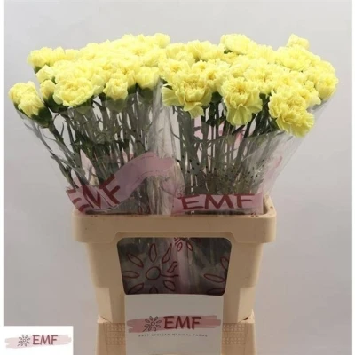 Svazek 20 jednokvětých karafiátů BELLO