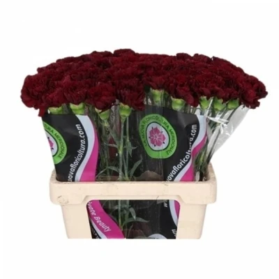 Svazek 20 jednokvětých karafiátů BERG 60cm