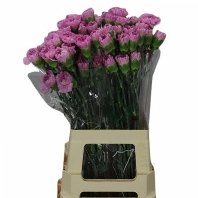 Svazek 20 jednokvětých karafiátů BIRMANIA 55cm