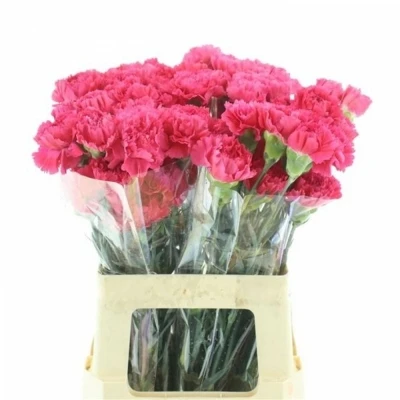 Svazek 20 jednokvětých karafiátů BIZET 70 cm