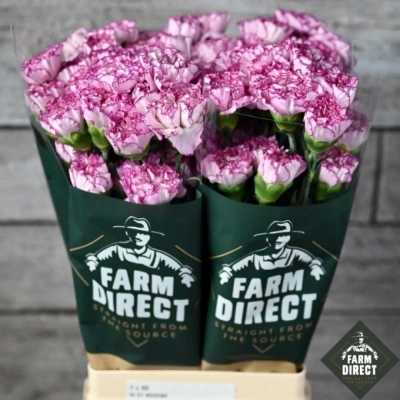 Svazek 20 jednokvětých karafiátů BOHEME