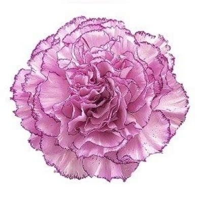 Svazek 20 jednokvětých karafiátů BOHEME