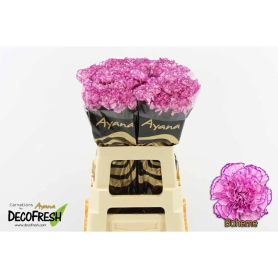 Svazek 20 jednokvětých karafiátů BOHEME 50 cm