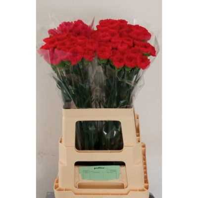 Svazek 20 jednokvětých karafiátů BOUZERON