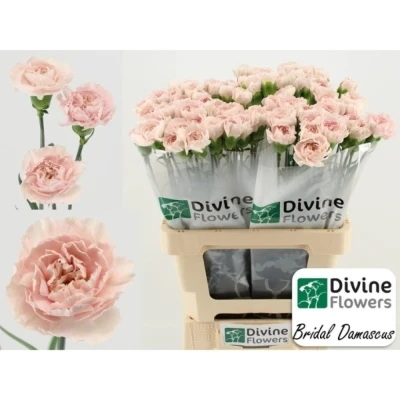 Svazek 20 jednokvětých karafiátů BRIDAL DAMASCUS 55 cm