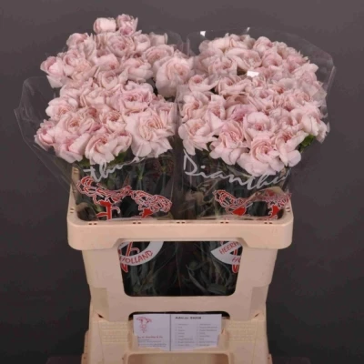 Svazek 20 jednokvětých karafiátů BRIDAL DAMASCUS