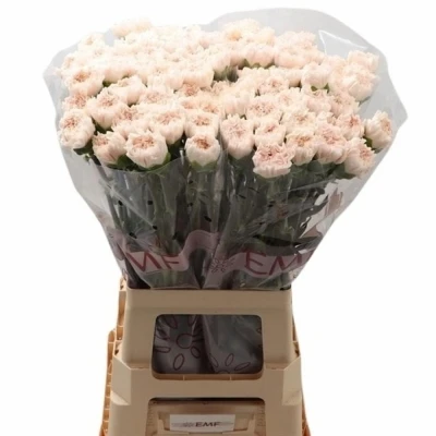 Svazek 20 jednokvětých karafiátů BRUT 60cm