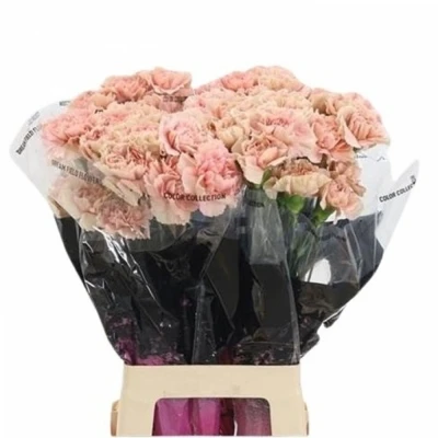 Svazek 20 jednokvětých karafiátů CARAMEL 50 cm