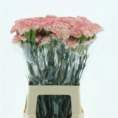 Svazek 20 jednokvětých karafiátů CAROLA 65 cm