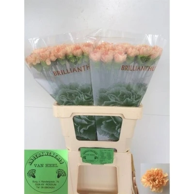 Svazek 20 jednokvětých karafiátů CAROLINE GOLD