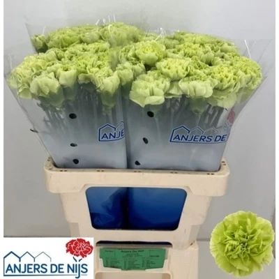 Svazek 20 jednokvětých karafiátů CELTIC GREEN 55 cm