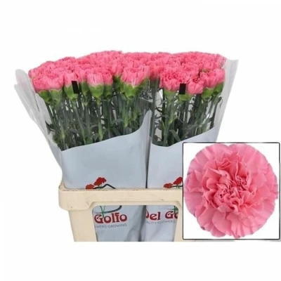 Svazek 20 jednokvětých karafiátů CERISIER 65cm