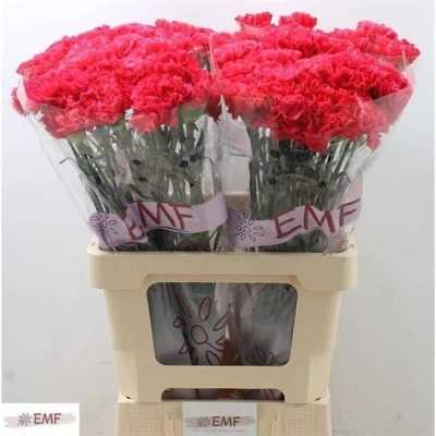 Svazek 20 jednokvětých karafiátů CERVANTES