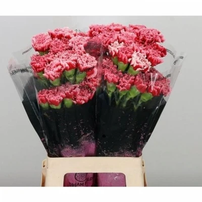 Svazek 20 jednokvětých karafiátů CHEERIO 65 cm