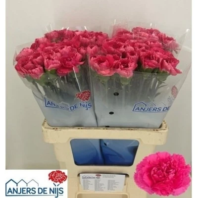 Svazek 20 jednokvětých karafiátů CHERRY DAMASCUS