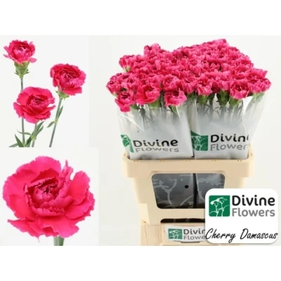 Svazek 20 jednokvětých karafiátů CHERRY DAMASCUS+ 65 cm