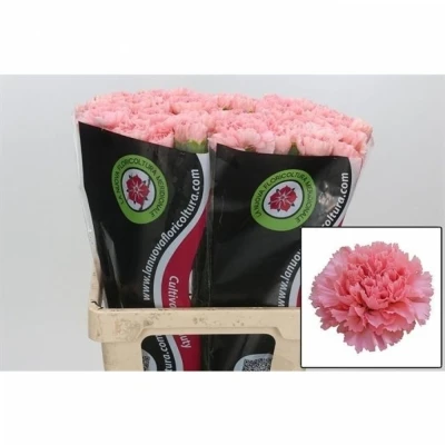 Svazek 20 jednokvětých karafiátů CHEVIN 65 cm