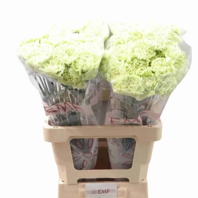 Svazek 20 jednokvětých karafiátů CLOROPHYLLA 60cm