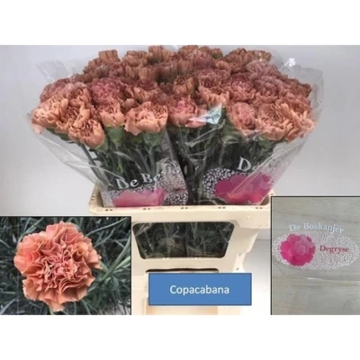 Svazek 20 jednokvětých karafiátů COPACABANA 65 cm