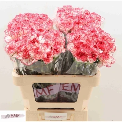 Svazek 20 jednokvětých karafiátů CORALIE 65 cm