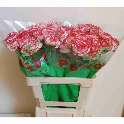 Svazek 20 jednokvětých karafiátů CORALIE