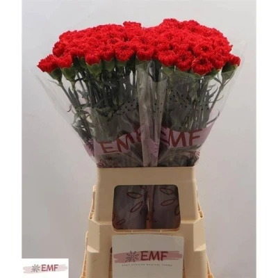 Svazek 20 jednokvětých karafiátů CORTES