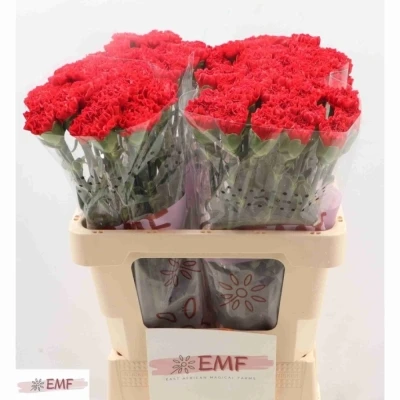 Svazek 20 jednokvětých karafiátů CORTES 55 cm