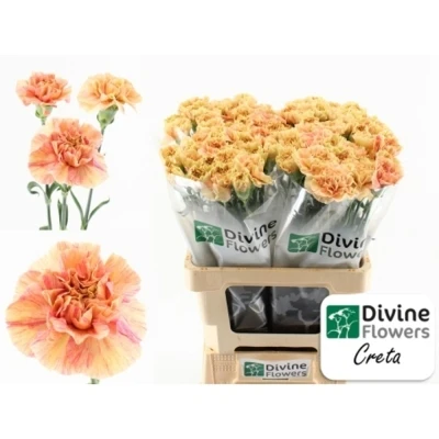 Svazek 20 jednokvětých karafiátů CRETA 65 cm