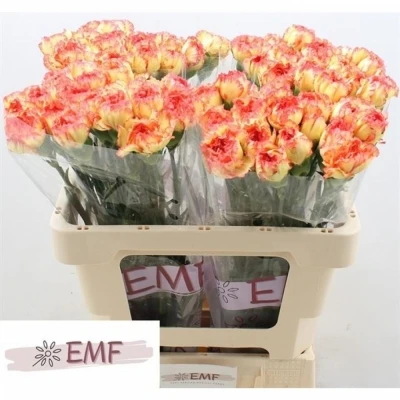 Svazek 20 jednokvětých karafiátů DIEGO 55 cm