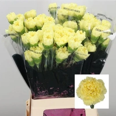 Svazek 20 jednokvětých karafiátů DILETTA 60 cm