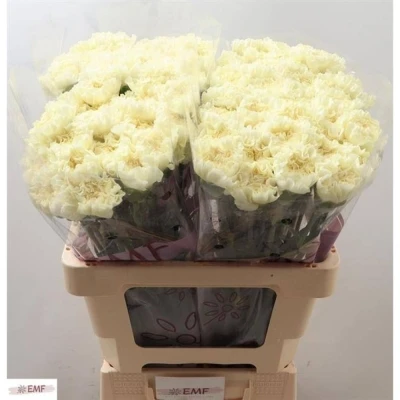 Svazek 20 jednokvětých karafiátů DILETTA CREMA 65 cm