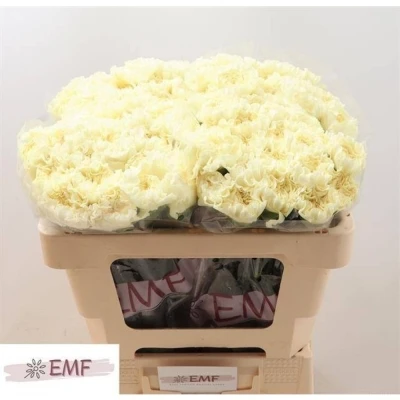 Svazek 20 jednokvětých karafiátů DILETTA CREMA