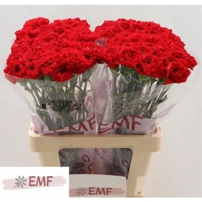 Svazek 20 jednokvětých karafiátů DON PEDRO 65 cm