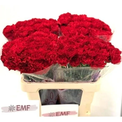 Svazek 20 jednokvětých karafiátů DON PEDRO