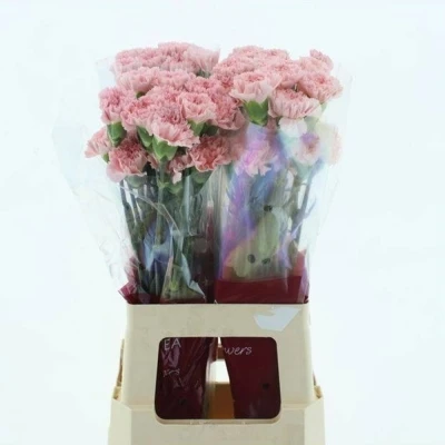 Svazek 20 jednokvětých karafiátů DONCEL 60 cm