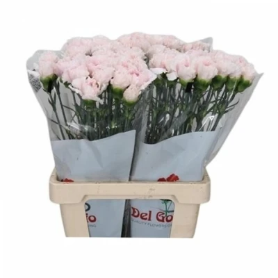 Svazek 20 jednokvětých karafiátů EL GRECO 65cm