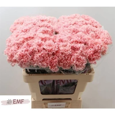 Svazek 20 jednokvětých karafiátů ESSIANA 45 cm