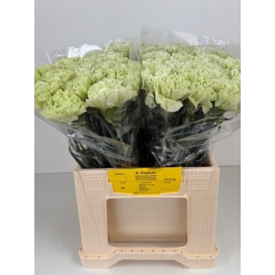 Svazek 20 jednokvětých karafiátů ETERNAL FAIRY