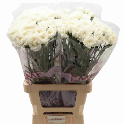 Svazek 20 jednokvětých karafiátů EVEREST 65cm