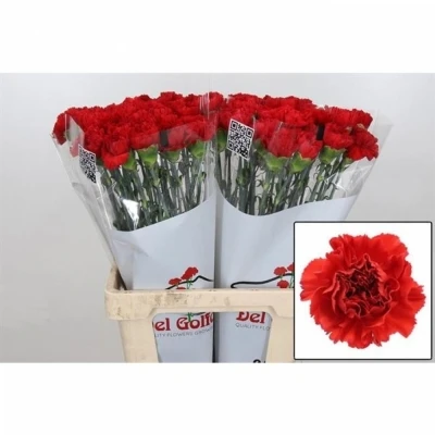 Svazek 20 jednokvětých karafiátů GENNARO 65cm