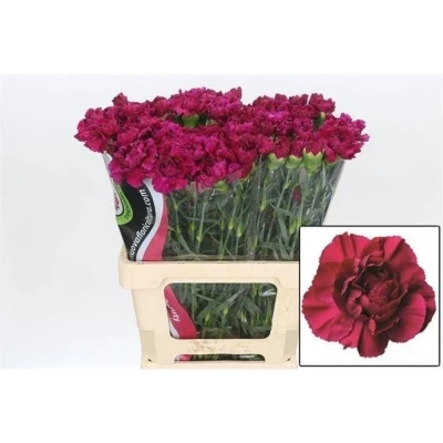 Svazek 20 jednokvětých karafiátů GHEMME 60 cm