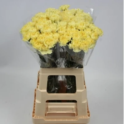 Svazek 20 jednokvětých karafiátů GIOELE 70 cm